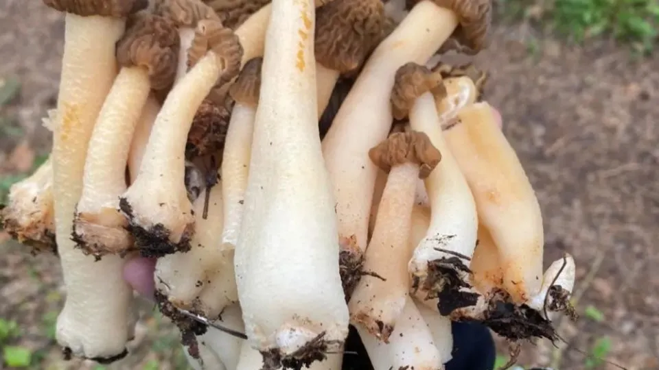 Фото: t.me/krasnoznamensklife