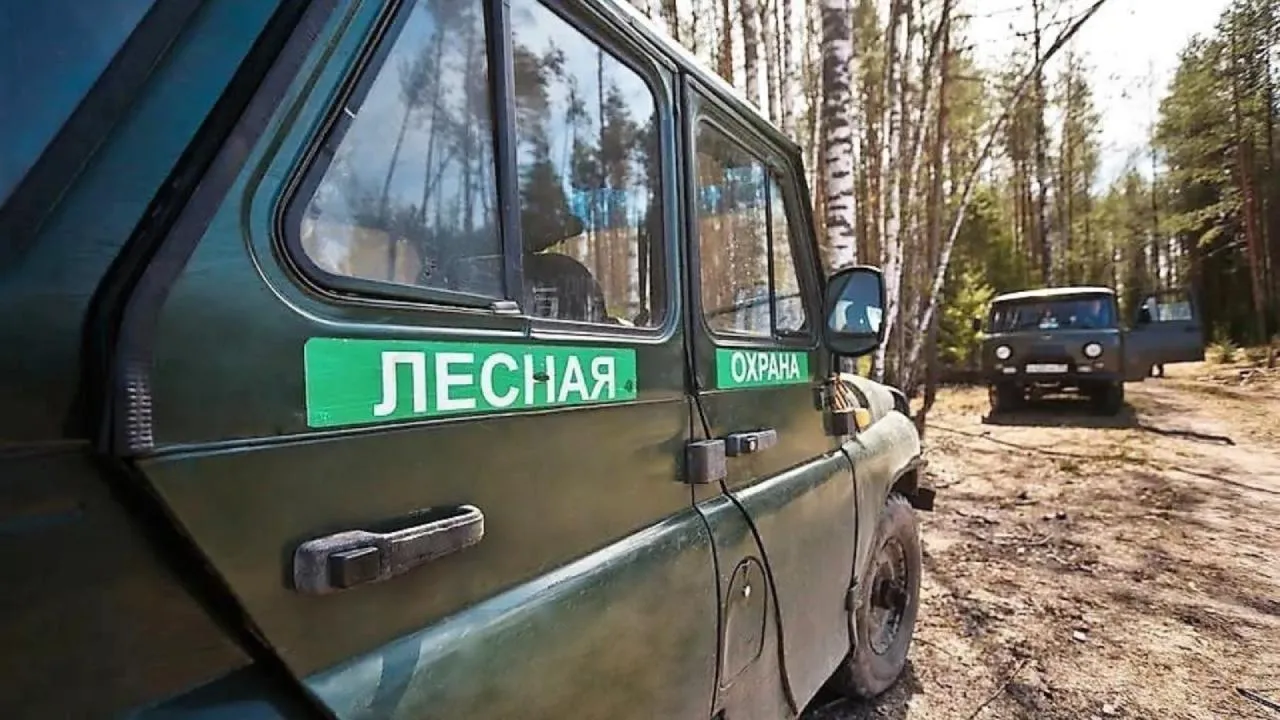 Почти тысячу патрулирований провели в лесах Подмосковья за неделю
