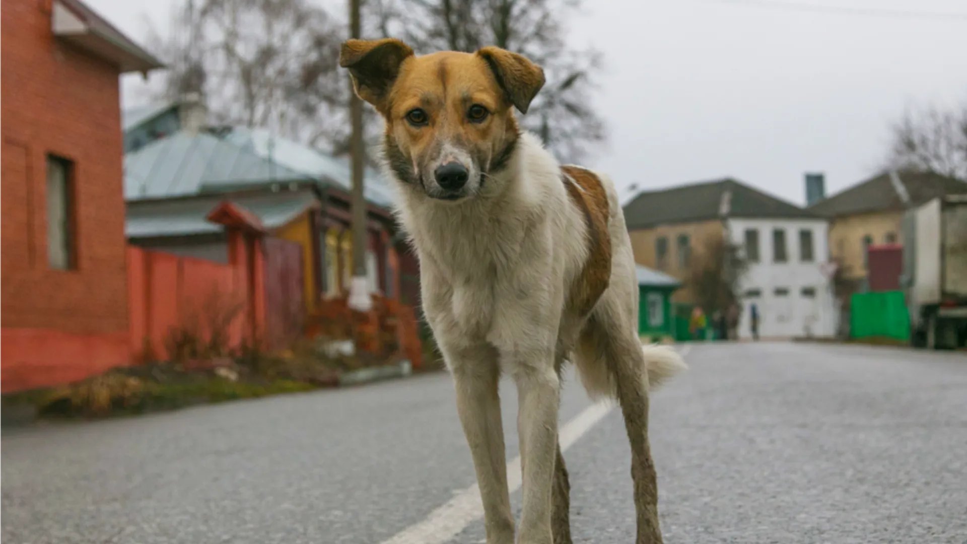 Фото: медиасток.рф
