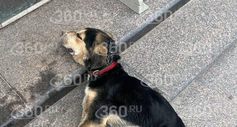 Гниющие раны и черепно-мозговая травма: В Москве ищут изуродовавшего пса живодёра