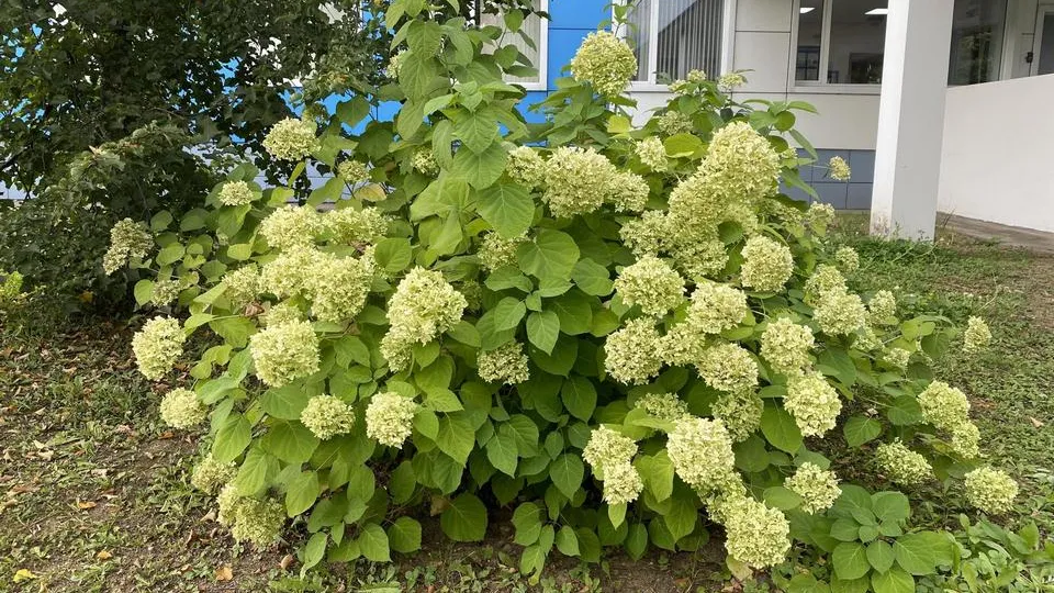 Фото: пресс-служба администрации городского округа Химки