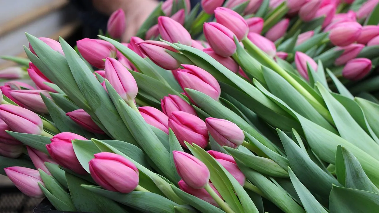 медиасток.рф