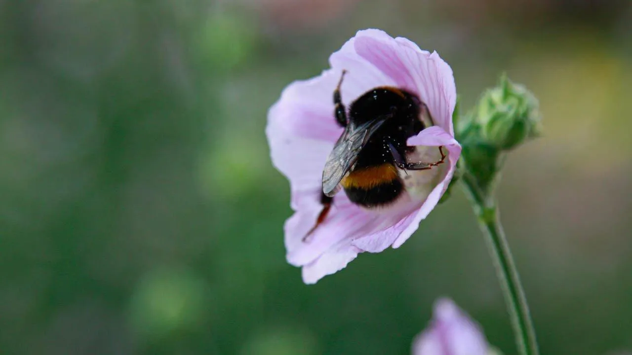 REGIONS/Владимир Ерастов