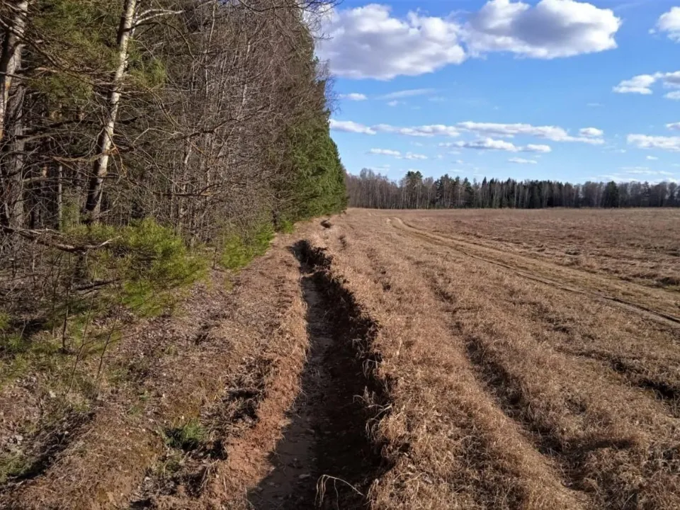 Фото: пресс-служба Комитета лесного хозяйства Московской области