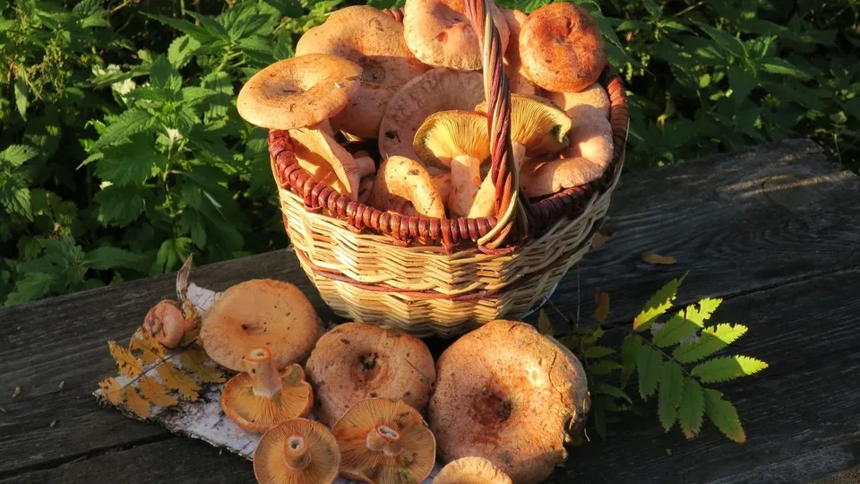 Фото: медиасток.рф