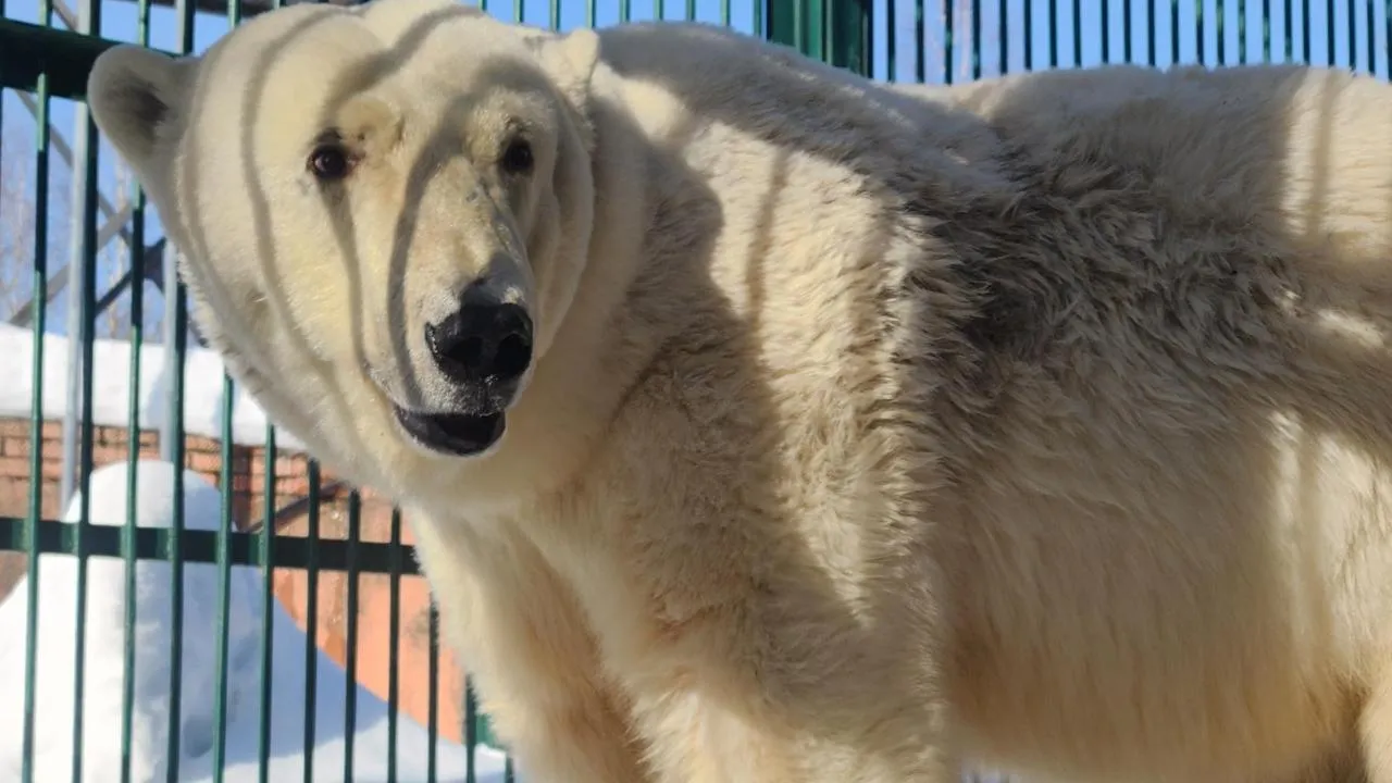 МедиаБанк Подмосковья/Дмитрий Беденко