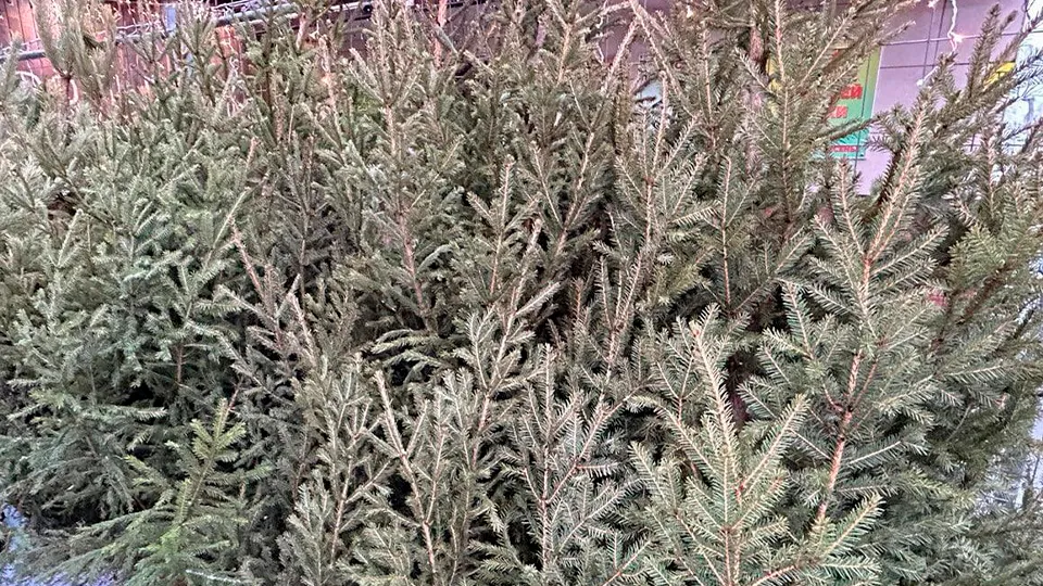 Фото: пресс-служба администрации г.о. Королев