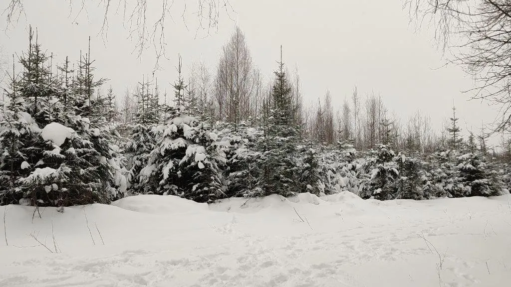 Комитет лесного хозяйства Московской области