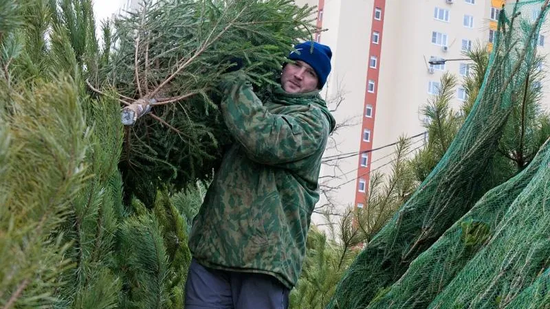 Елочные базары заработают в Реутове на этой неделе