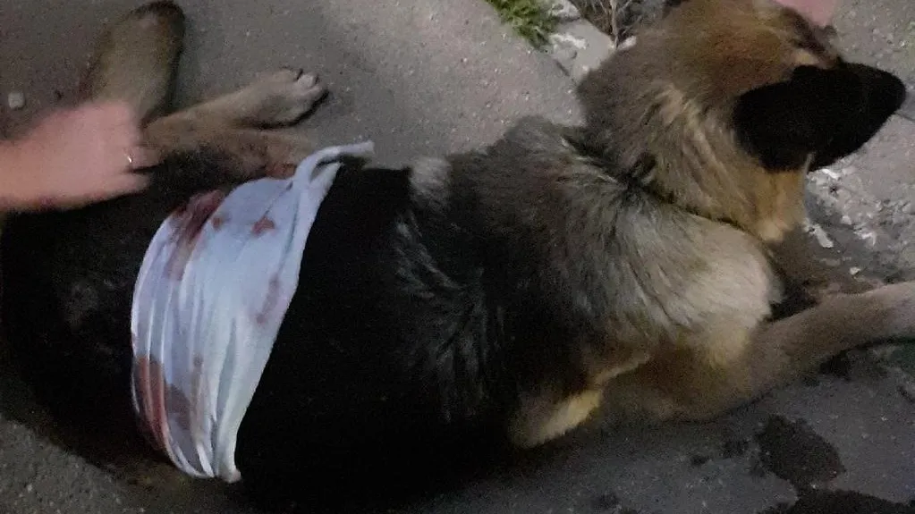 фото: соцсети