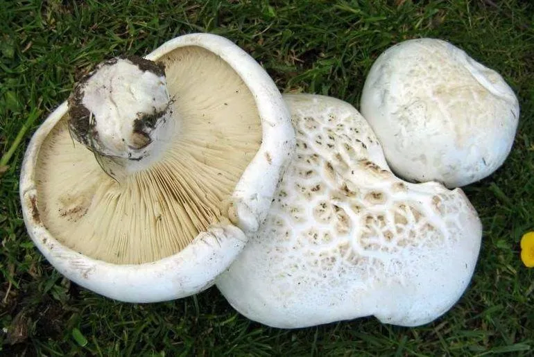 Ложносвинуха лепистовидная (Leucopaxillus lepistoides)