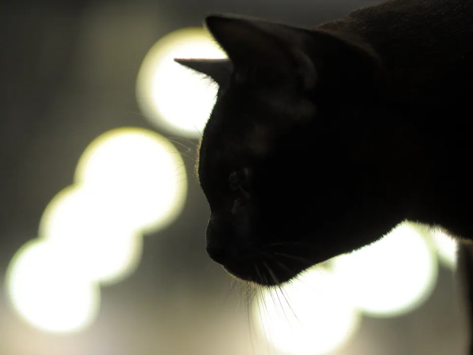 17 ноября отмечается праздник черной кошки. Фото: медиасток.рф