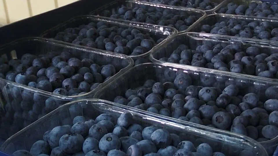 Фото: пресс-служба администрации г.о. Клин