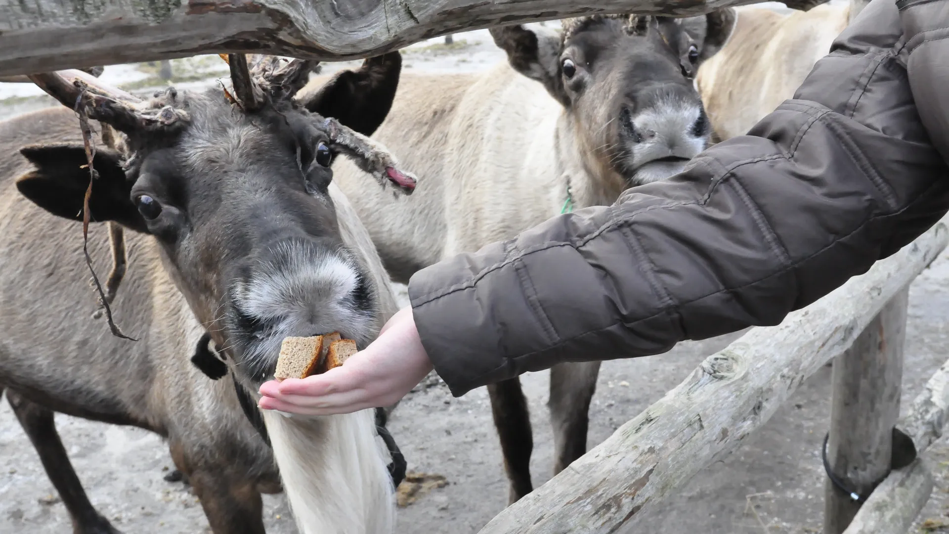 Оленья ферма в Егорьевском районе