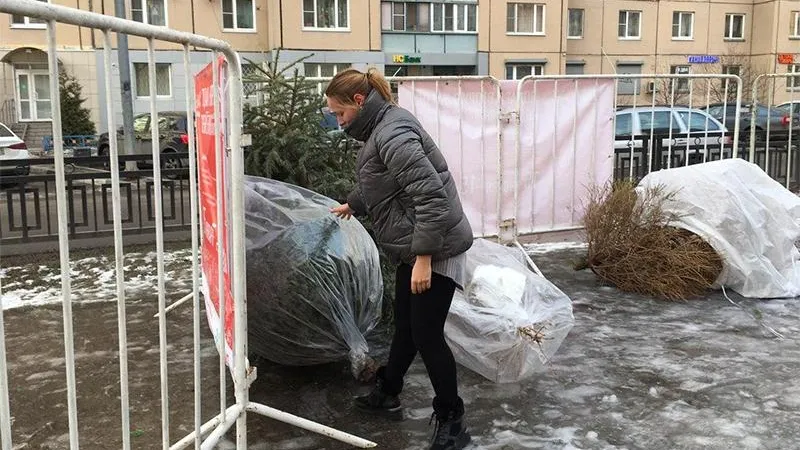 Елочка, живи: мы проверили, как работает один из пунктов по приему новогодних елок