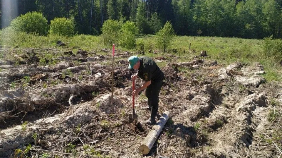 Фото: «Русский лес»