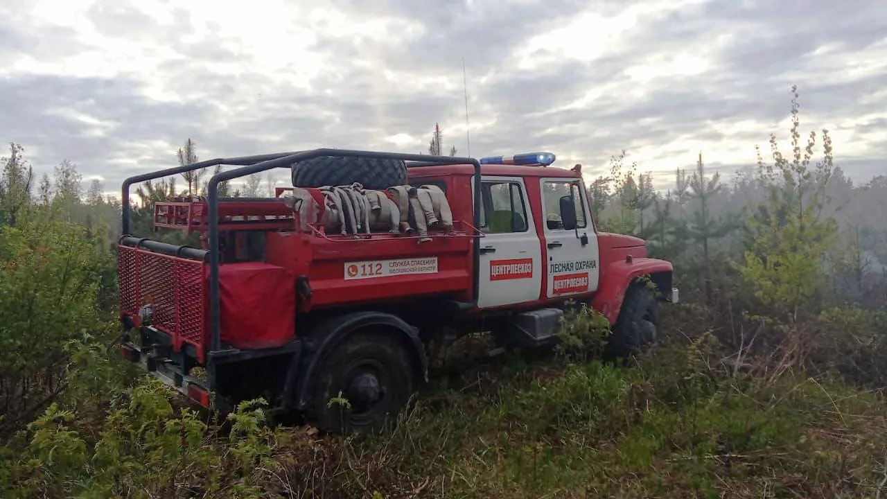 Фото: Комитет лесного хозяйства Московской области