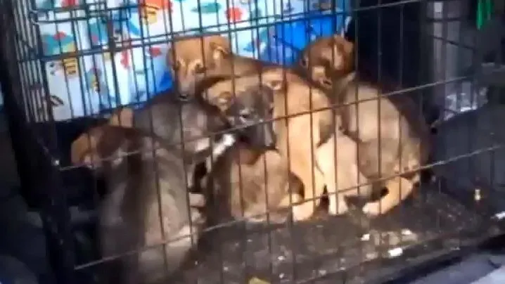 фото: соцсети