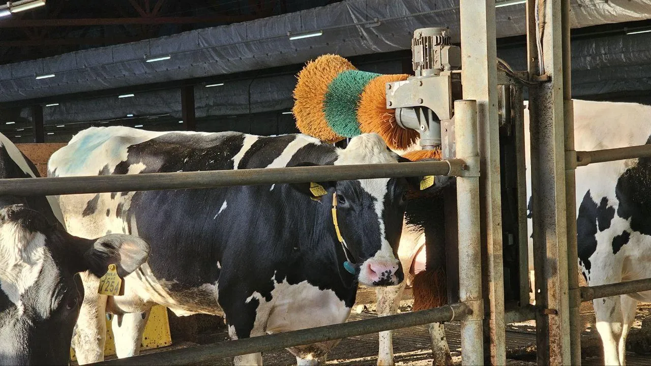 Автоматические щетки для коров: как технологии повышают продуктивность ферм в Озерах