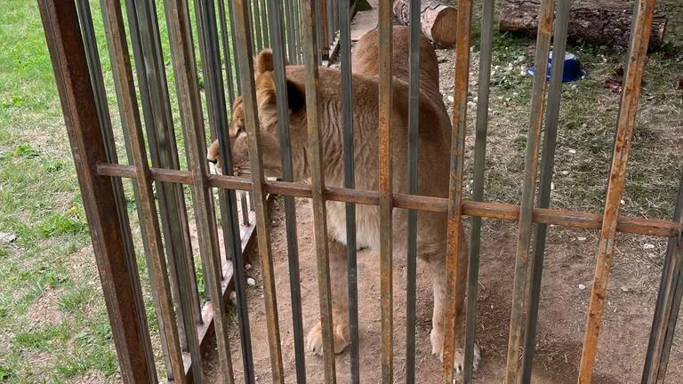 Жители деревни Воютино возмущены соседством со львицей