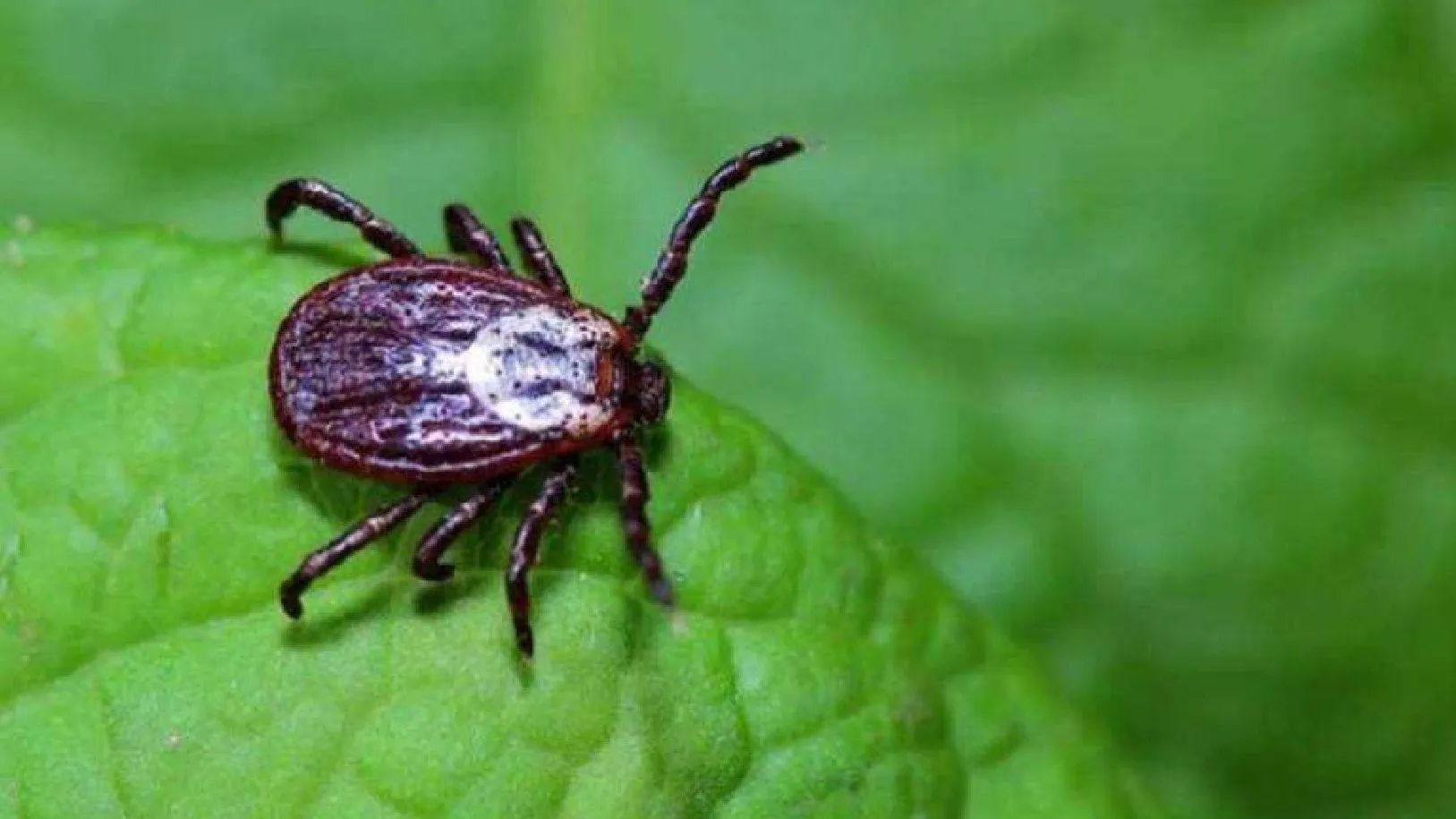 МедиаБанк Подмосковья/Мария Петрова