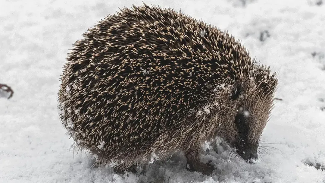 istockphoto.com/Wirestock