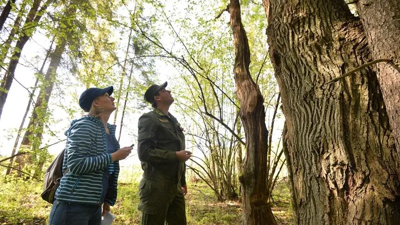 Зеленый ликбез: леса Подмосковья изучаем с председателем Комлесхоза Иваном Советниковым 