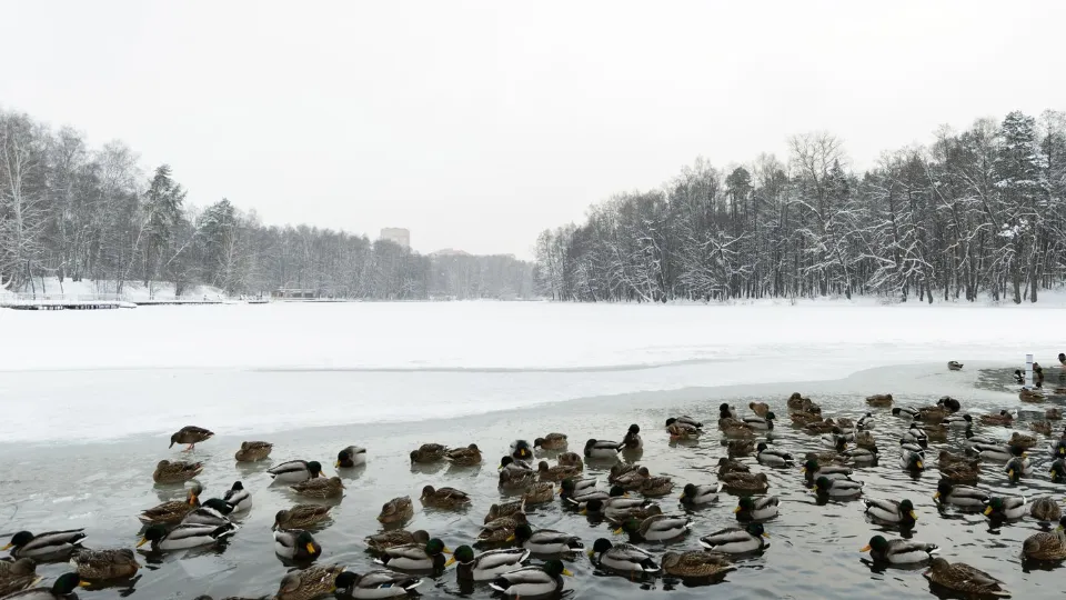 Фото: медиасток.рф