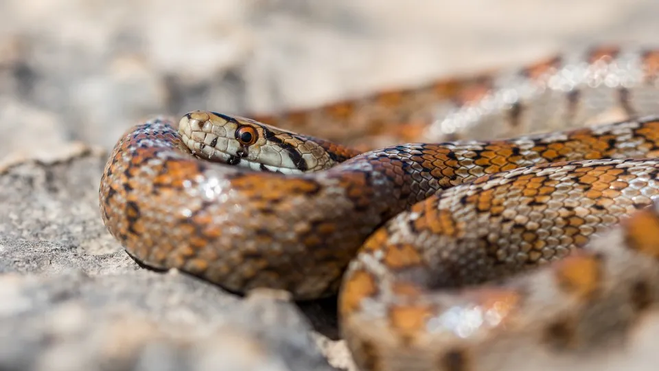 Фото: freepik.com