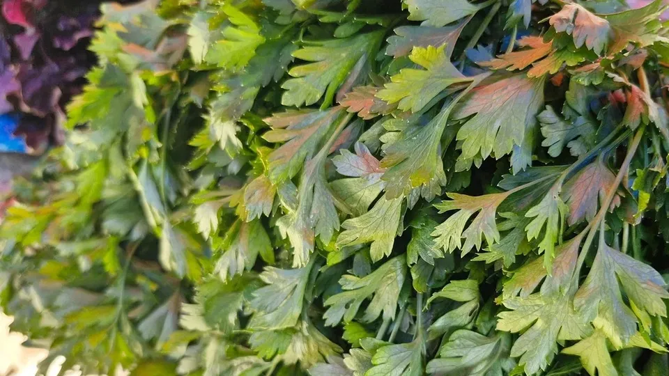 Фото: REGIONS/Наталия Надточая