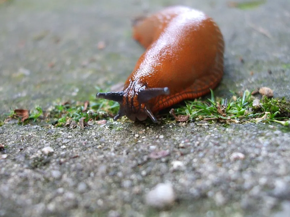 Фото: commons.wikimedia/Анастасия Львова