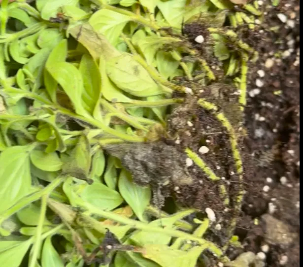 Так выглядит гнить на петуньях. Фото: Любовь Аристархова