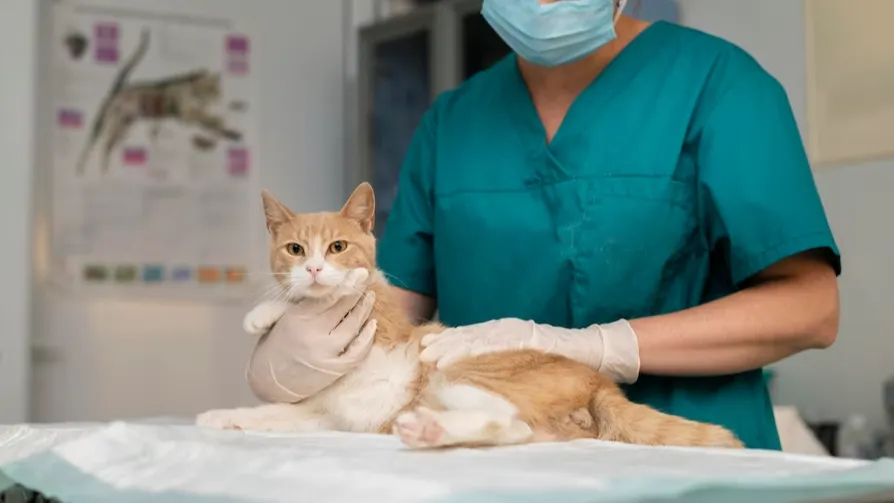 Фото: ru.freepik.com