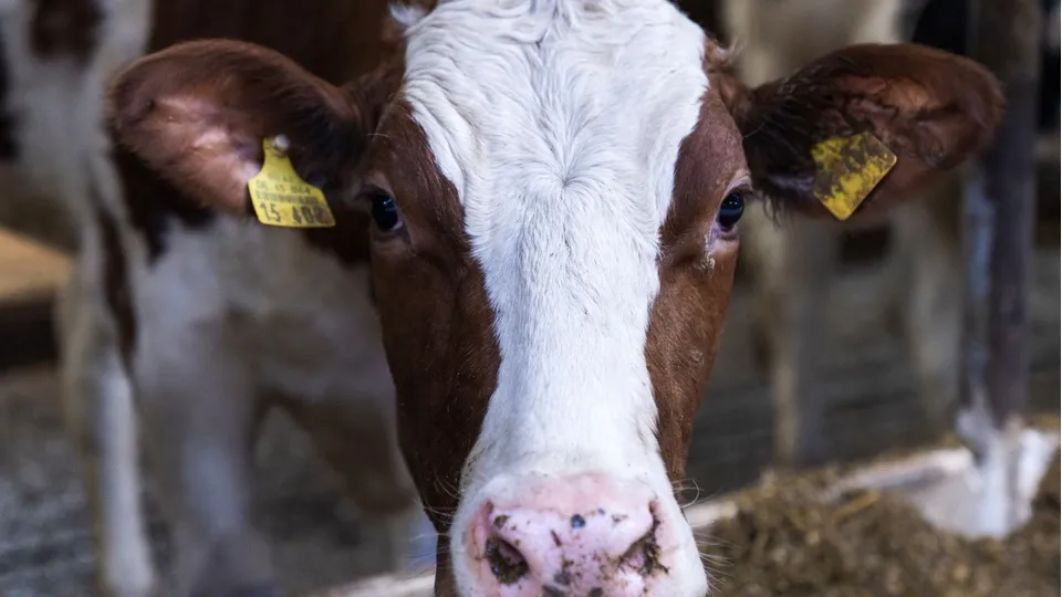 Фото: REGIONS/Наталия Надточая