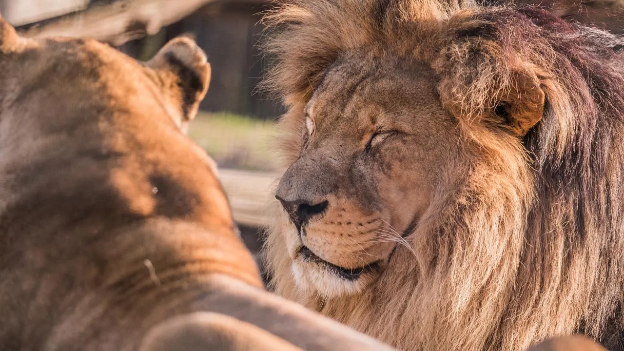 istockphoto.com/skynesher