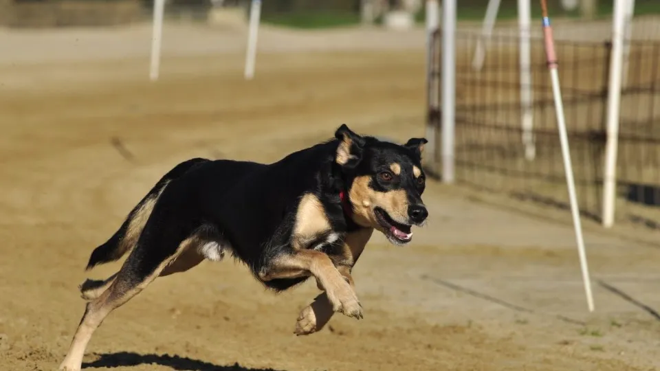 Фото: pxhere.com