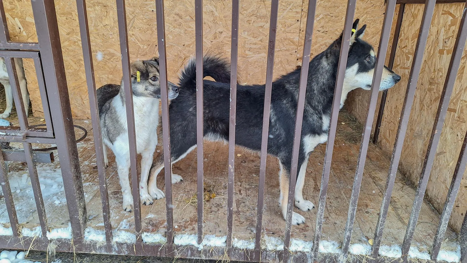 Фото: Сергей Коршунов