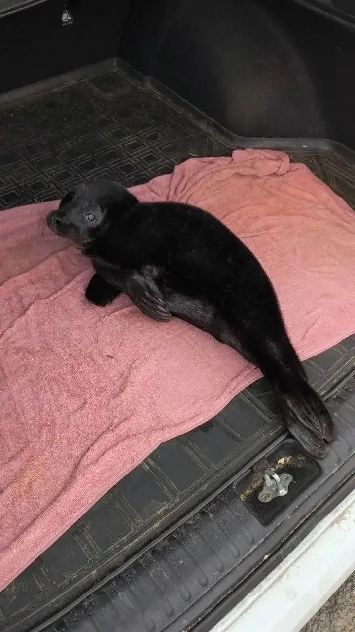Фонд друзей балтийской нерпы
