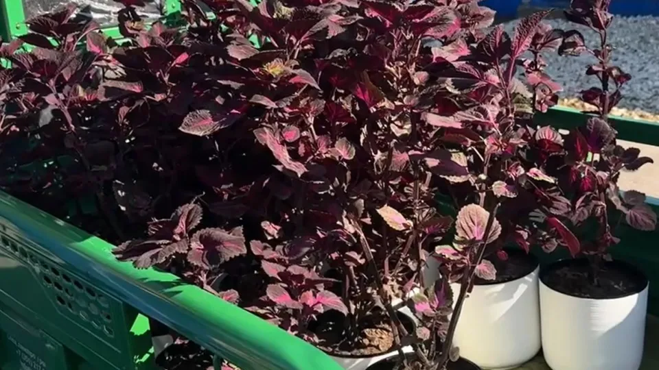 Фото: Министерство по содержанию территорий и государственному жилищному надзору