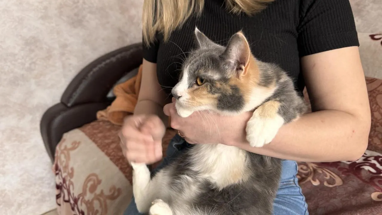 Самая носатая кошка Подмосковья ищет новый дом