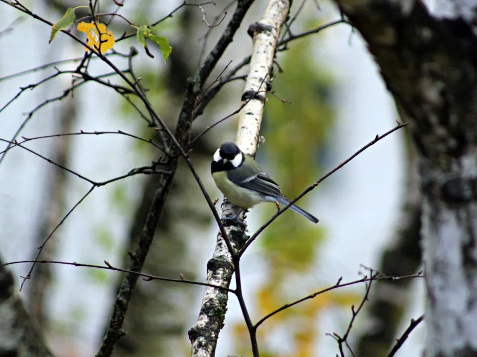 Фото: медиасток.рф