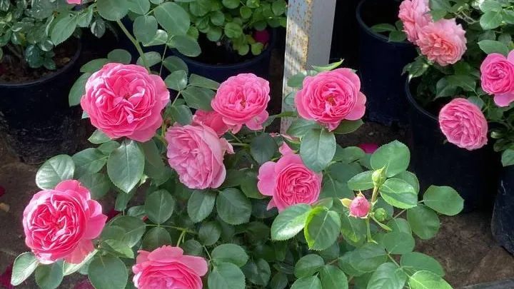 Пресс-служба Минсельхозпрод МО