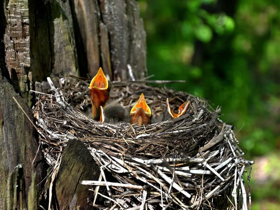 Фото: Шатурское лесничество