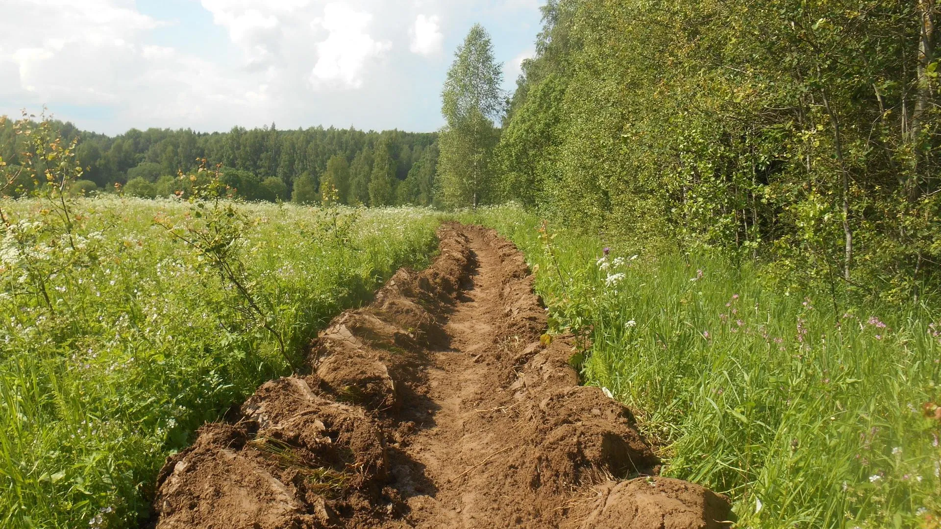 Фото: пресс-служба Комитета лесного хозяйства Московской области