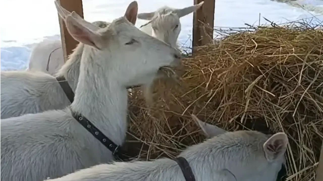 личный архив Полины Савиной