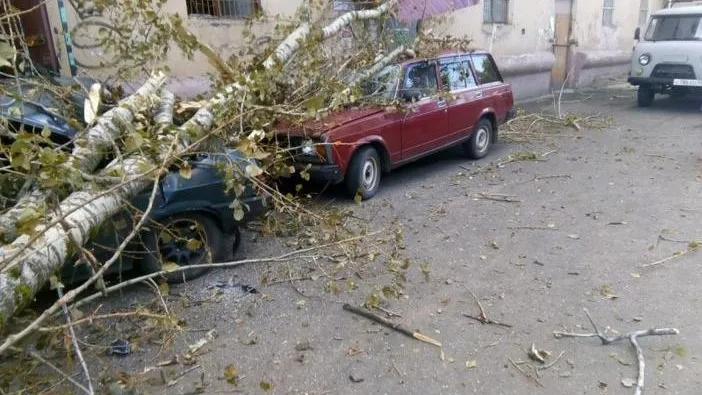 Рабочие уронили дерево на припаркованные машины в Сергиевом Посаде