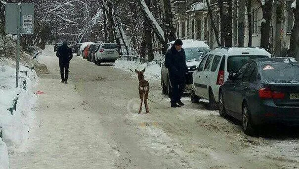 Рогатый Славик гуляет на поводке в Одинцове