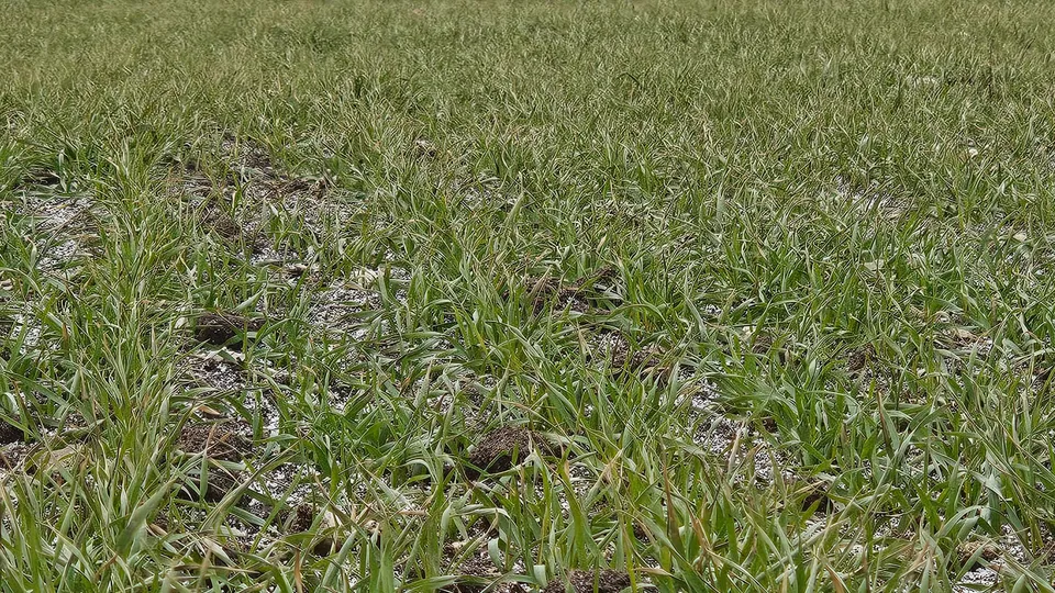 Фото: АО «ОСП агро»