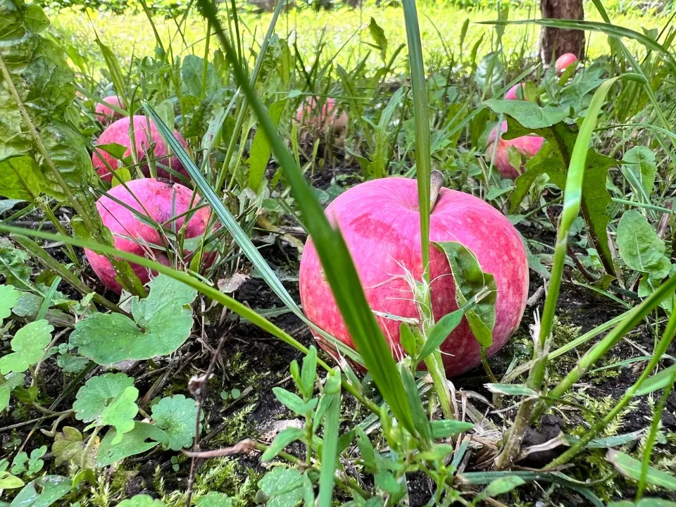 Фото: REGIONS/Елена Фурман