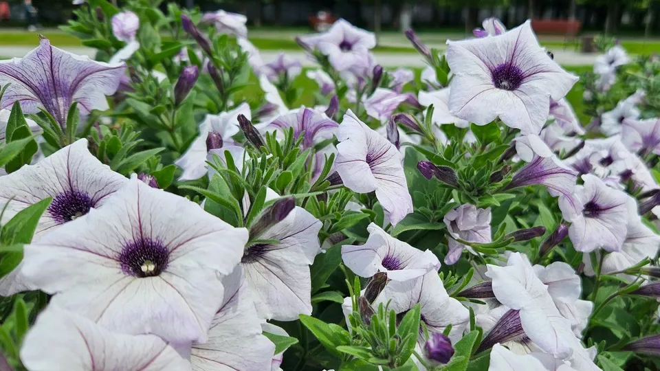 Фото: МедиаБанк Подмосковья/Ольга Вельшикаева